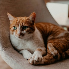 a cat lying on a chair